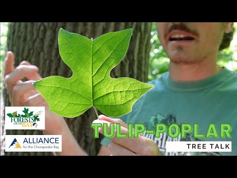 Tree Talk: Tulip-poplar