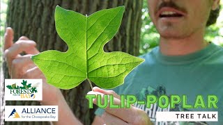 Tree Talk: Tulip-poplar