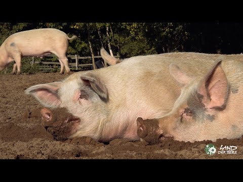 Haben immer Wochenende: Helge & Knut 🐖