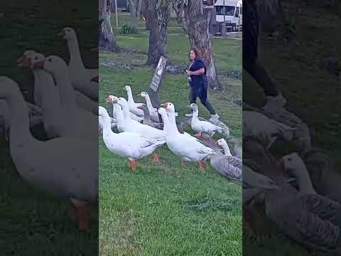 Ganzos. Rosario. Colonia