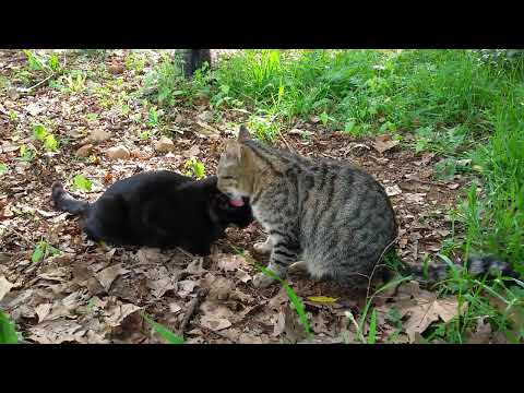 3 cats at Willowbridge terraces 20140928 161212