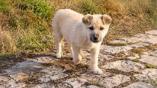 Aggressive Stray Puppy Protect His Mom After Car Accident And His Life Was Changed