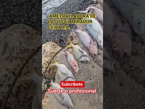Pesca de HOY!! El MIRADOR CEIBA P.R. Area restringida!!!