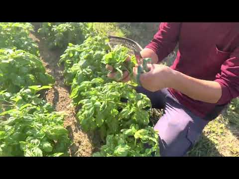 バジルを正しく収穫して保存する 植物