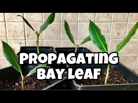 So vermehren Sie Lorbeerblätter durch Stecklinge | Laurus Nobilis | Lorbeer