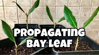 How To Propagate Bay Leaf From Cuttings | Laurus Nobilis | Bay Laurel