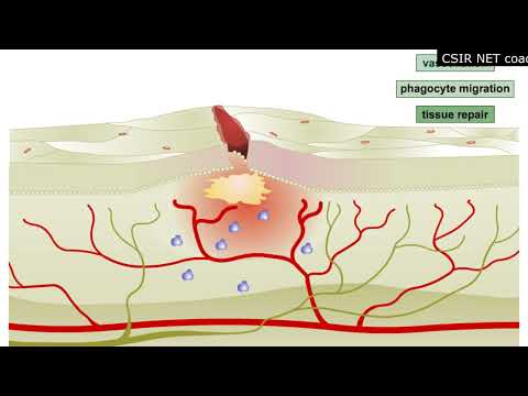 Inflammation animation Steps of inflammatory response Shomu s Biology