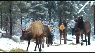 Greg Lake - I Believe In Father Christmas