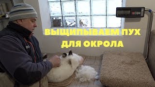 Крольчиха не нарвала пуха в гнездо