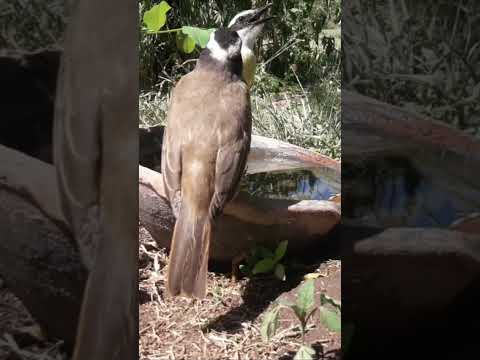 Birdday 227 Benteveo 1501 2025