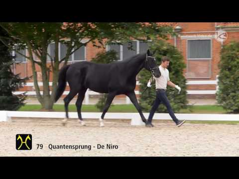 Hanoverian Stallion Licensing 2016 No  79 by Quantensprung De Niro