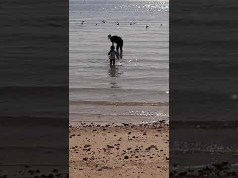 play with toddler Abeer at beach with beach toys !