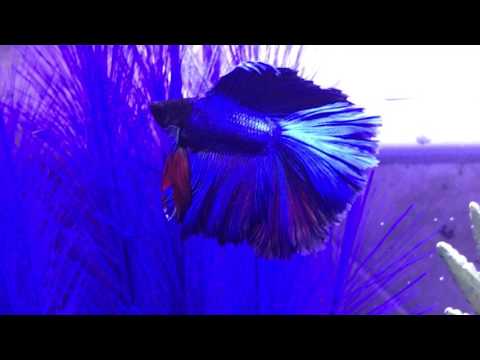 Betta Fish Swimming in new Fluval fish tank