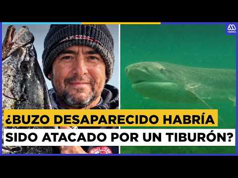 Buzo desaparecido en Chañaral: Pruebas de ADN buscarán determinar si hubo ataque de tiburón
