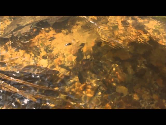 Cryptocoryne nurii and Tropical fish in Mersing forest　-DIscoveryPlanet-
