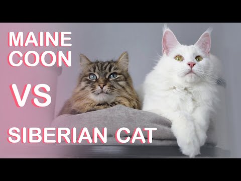 Real-life Maine Coon Cat vs Siberian Cat comparison