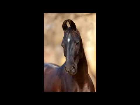 , title : 'race de cheval le marwari'