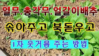 [텃밭농부. 1,051]  열무. 총각무. 얼갈이배추 솎고, 북돋우고, 웃거름 주는방법 #열무재배 #총각무재…