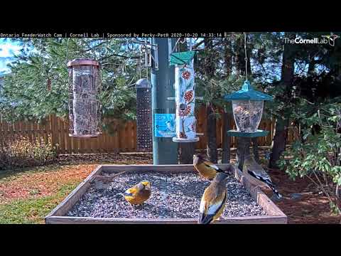 Evening Grosbeaks Soak In The Sun At Ontario Feeders – Oct. 20, 2020