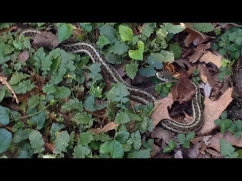 Q&A - 庭にいるこのヘビは何という種類のヘビですか?