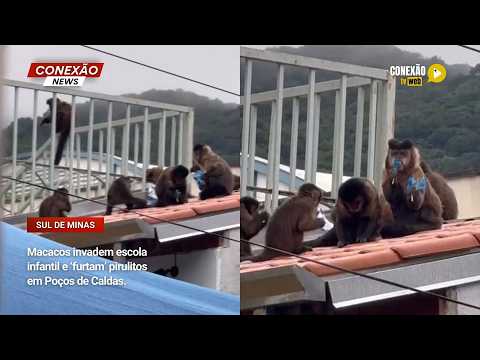 Vídeo: Macacos invadem escola infantil e ‘furtam’ pirulitos em Poços de Caldas.
