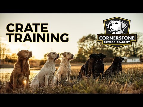 The Secrets to Successful Crate Training - Labrador Retriever Puppy Training