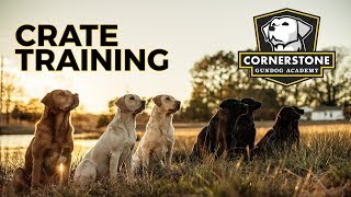 The Secrets to Successful Crate Training - Labrador Retriever Puppy Training