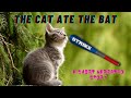 The Cat Ate The Bat