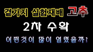 [텃밭농부. 1.184]  곁가지를 키우는 고추. 실험재배 2차 수확량 비교결과 #고추재배