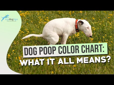 Dog Poop Color Chart: What It All Means