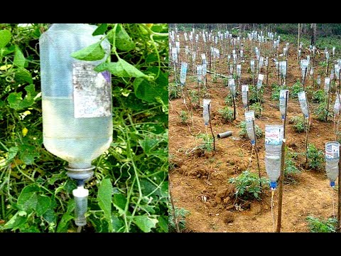 , title : 'Plastic Bottle Drip Water Irrigation System Very Simple Easy ll DIY home drip irrigation system'