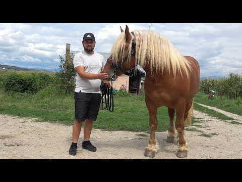 Caii lui Andrei de la Danestii Chioarului, Maramures - 2023 Nou!!!