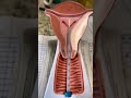Moving Of Male Sperms In Female Vagina