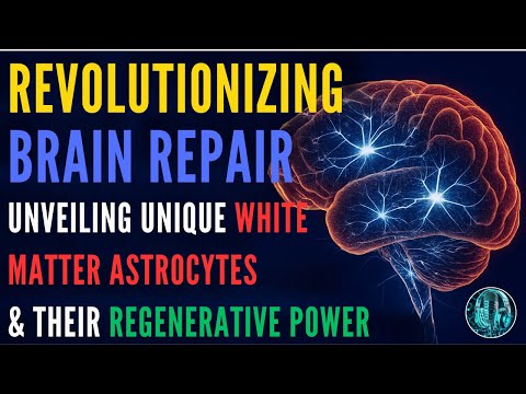 Revolutionizing Brain Repair: Unveiling Unique White Matter Astrocytes & Their Regenerative Power