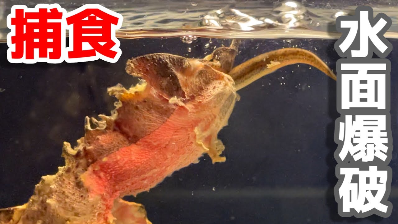 怪獣みたいなカメの捕食シーンをスロー撮影すると…迫力がヤバかった【マタマタ】