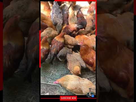 Chicken and duck farm episode 36 #farmlife #chicken #farm