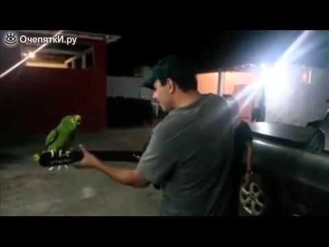 Попугай танцует под гитару. Попугай поет и танцует под гитару. Попугай танцует под гитару. Попугай поет под гитару. Попугай танцует под гитару.