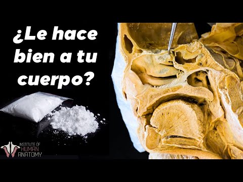 ¿Que le hace la COCAÍNA a tu CUERPO?