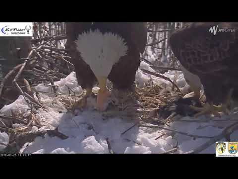 The Trio Eagles - Fish & fowl combo please - 03-25-18