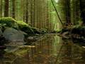 Dan Gibson - Heart of the Forest Dan Gibson - Heart of the Forest