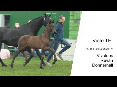 Hf v Vivaldos x Revan x Donnerhall 2021