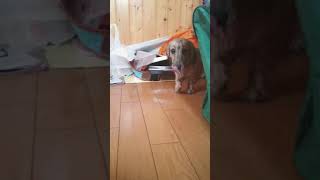 水浴び後テンション高めのミニチュアダックスフンド♂