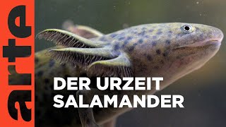 Axolotl: Wundertier der Evolution | Entdeckung der Welt | ARTE Family