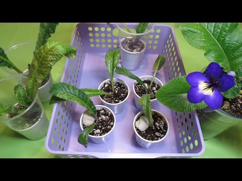 Streptocarpus Propagation - Dividing and Repotting an Outgrown Plant