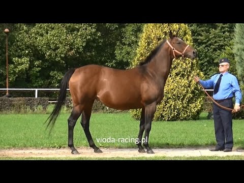 Baheejay (GER)   2004 (Big Shuffle – Blue Ribbon)