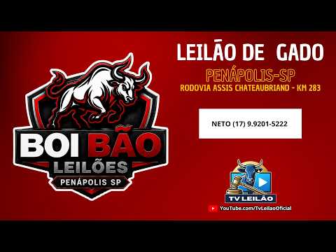 17/08/2026 - BOI BÃO LEILÕES AO VIVO em PENÁPOLIS/SP | LEILÃO DE GADO