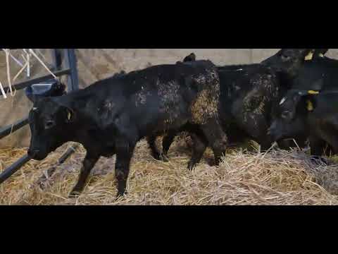 7 Proper Aberdeen Angus bulls 5 months old - Image 2