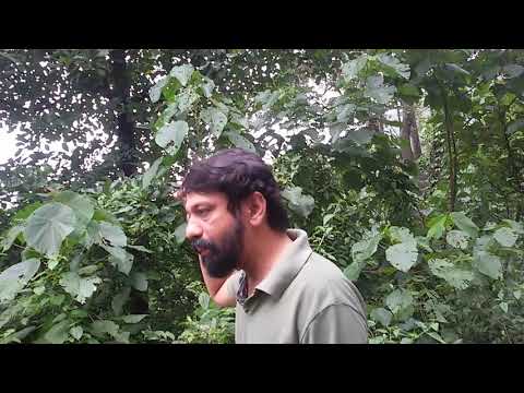 THAANNI MARAM .Silent valley.ngc camp.hamidali vazhakkad