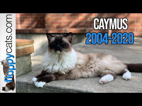 Owning a Ragdoll Cat: A Tribute to Seal Mitted Ragdoll Cat, Caymus 2004-2020