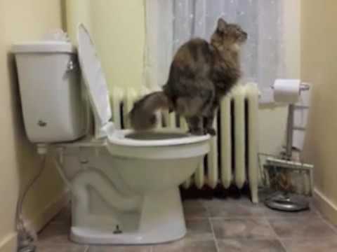 Nova Scotia woman trains her cat to use the toilet